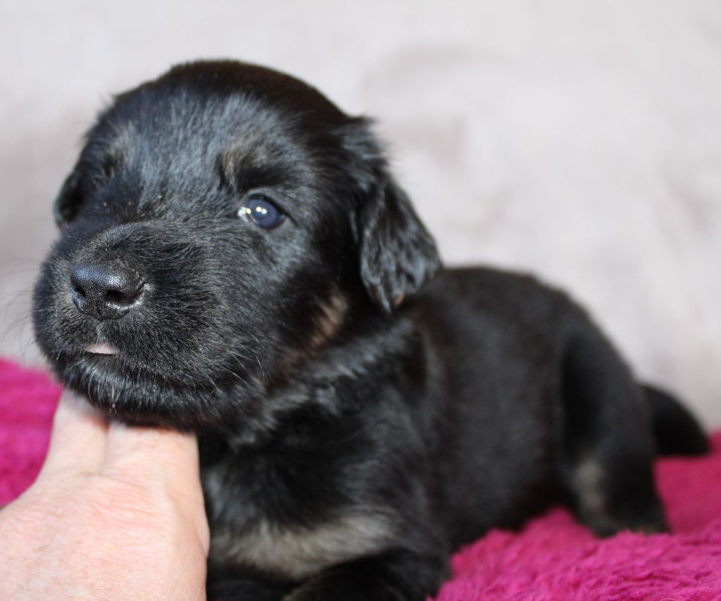 CHIOT (collier blanc)