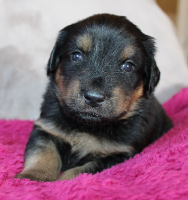 CHIOT (collier orange)