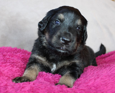 CHIOT (collier bleu bicolore puis Marron)