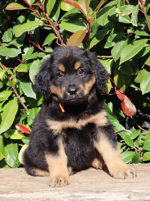 CHIOT (collier orange)