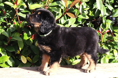 CHIOT NF (collier vert d'eau)