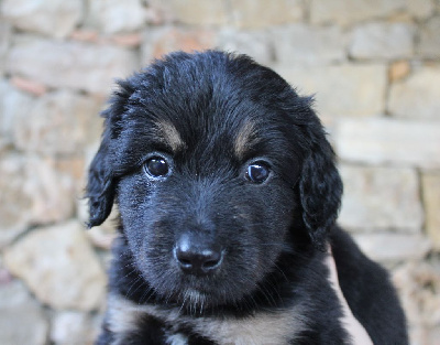 CHIOT (collier blanc)