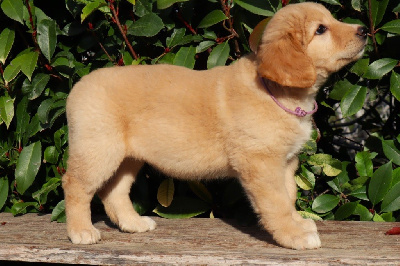 CHIOT (blonde collier violet)