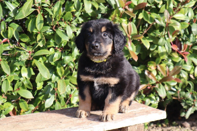 CHIOT (jaune)