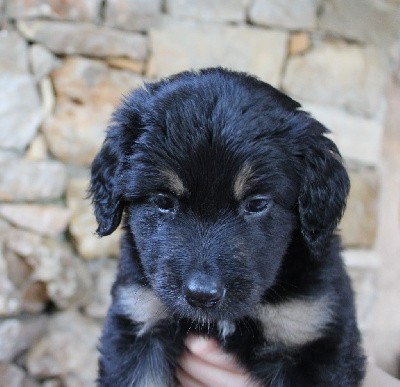 CHIOT (collier blanc)