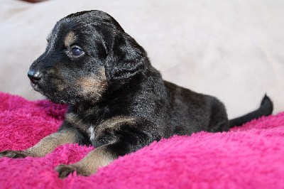 CHIOT (collier bleu bicolore puis Marron)