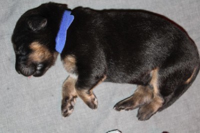 CHIOT (collier bleu)