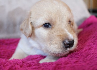 CHIOT Blond (collier bleu)