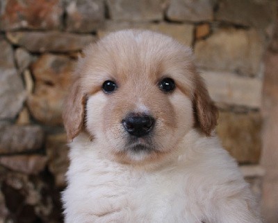 CHIOT Blond (collier bleu)