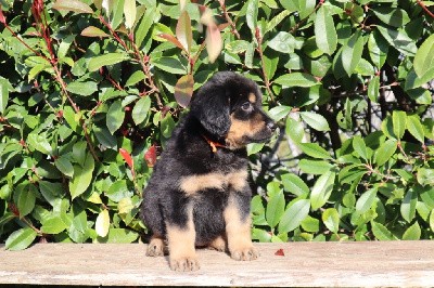 CHIOT (collier orange)