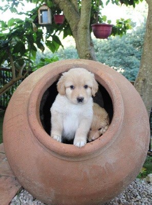 CHIOT Blond (collier bleu)