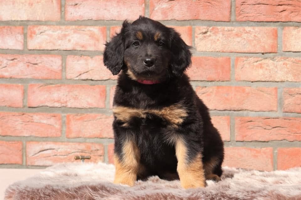 Scully (future maman)